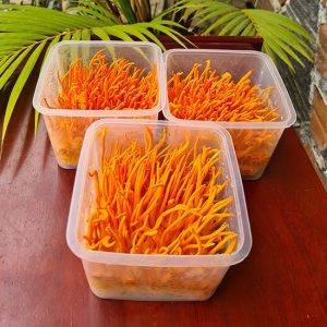 Đông trùng hạ thảo tươi (sinh khối)