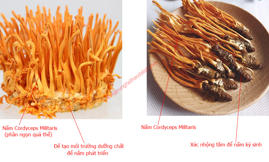 Giá đông trùng hạ thảo sấy khô nhân tạo (nuôi cấy)