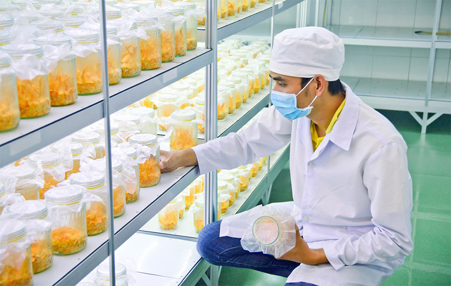 cách nuôi đông trùng hạ thảo