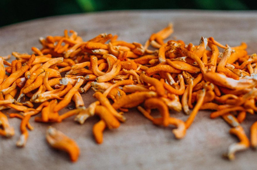 Nấm đông trùng hạ thảo sấy khô Dalanewfarm, đủ size 10g, 50g, 100g